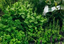 Der eigene kleine Kräutergarten Der eigene kleine Kräutergarten