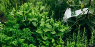 Der eigene kleine Kräutergarten Der eigene kleine Kräutergarten