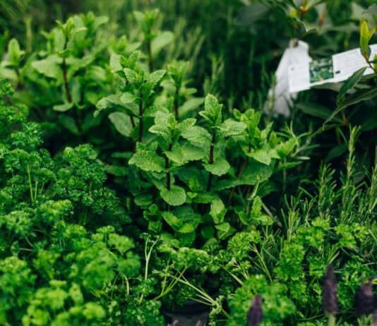 Der eigene kleine Kräutergarten Der eigene kleine Kräutergarten