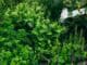Der eigene kleine Kräutergarten Der eigene kleine Kräutergarten