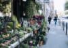 Sommerliche Städtereisen: Blumen, Märkte und Gastgeschenke von Flensburg bis Niederösterreich Sommerliche Städtereisen: Blumen, Märkte und Gastgeschenke von Flensburg bis Niederösterreich