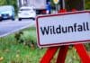 Herbst auf der Straße: Wer zahlt bei Wildunfällen? Herbst auf der Straße: Wer zahlt bei Wildunfällen?
