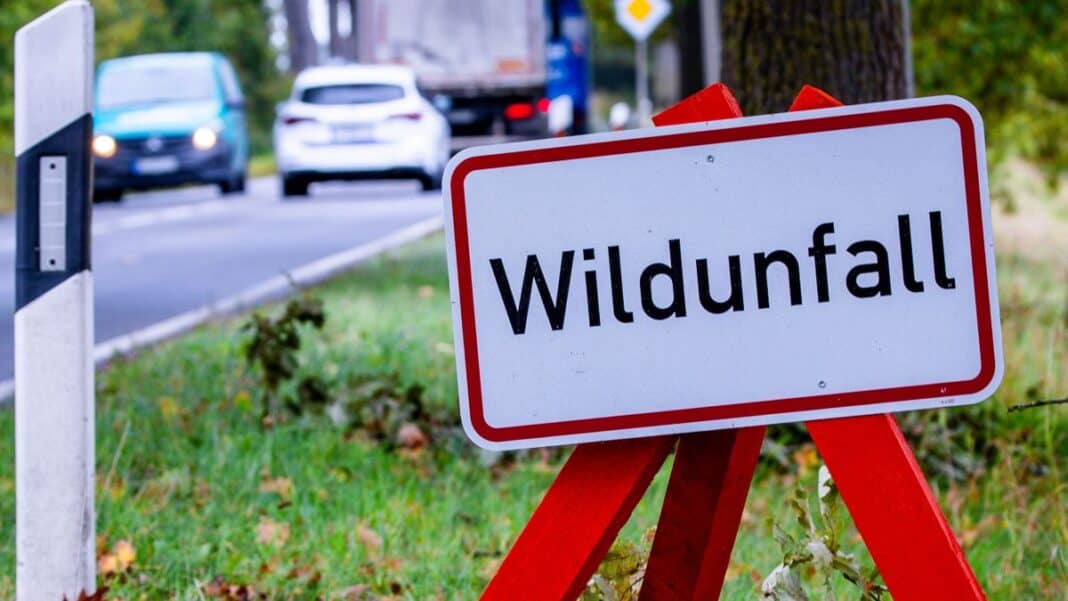 Herbst auf der Straße: Wer zahlt bei Wildunfällen?