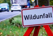 Herbst auf der Straße: Wer zahlt bei Wildunfällen? Herbst auf der Straße: Wer zahlt bei Wildunfällen?