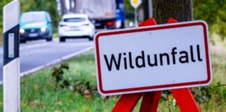 Herbst auf der Straße: Wer zahlt bei Wildunfällen? Herbst auf der Straße: Wer zahlt bei Wildunfällen?