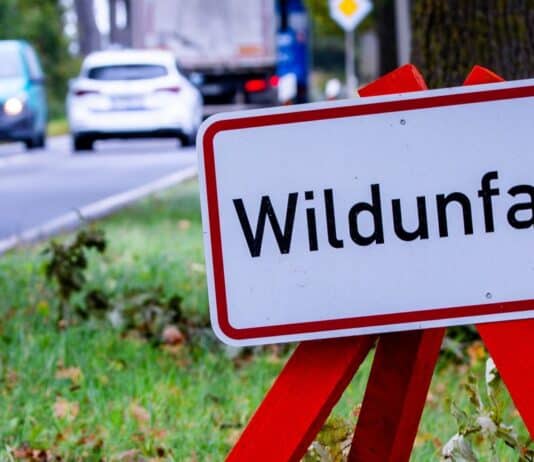 Herbst auf der Straße: Wer zahlt bei Wildunfällen? Herbst auf der Straße: Wer zahlt bei Wildunfällen?