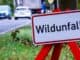 Herbst auf der Straße: Wer zahlt bei Wildunfällen? Herbst auf der Straße: Wer zahlt bei Wildunfällen?
