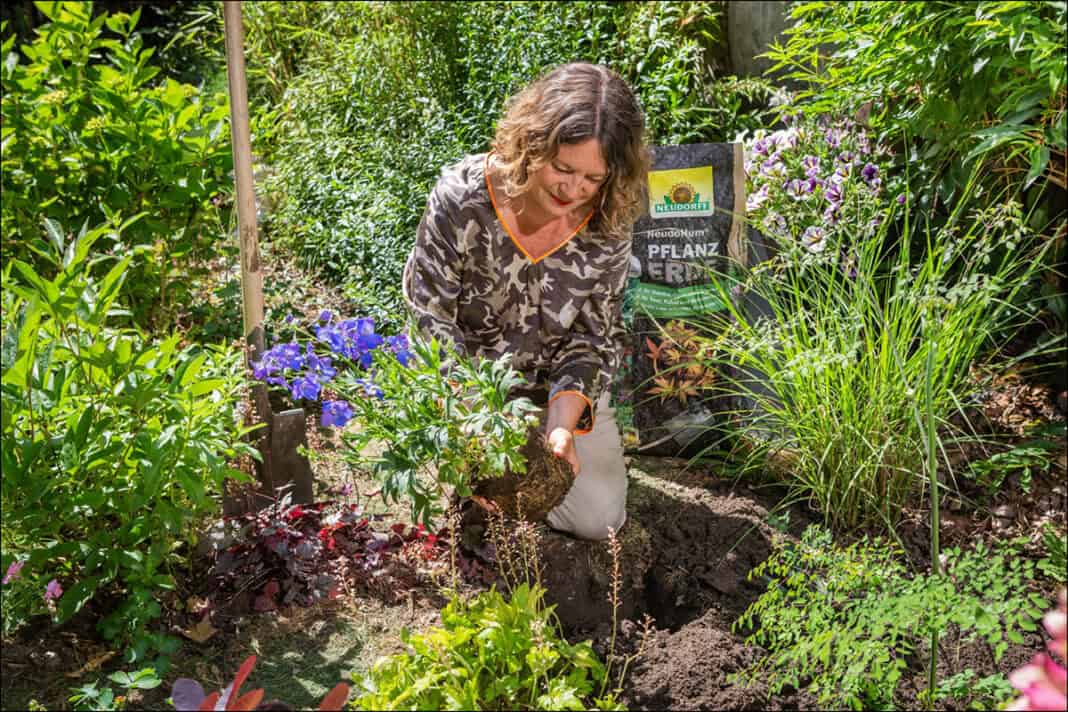 Mit Stauden das Gartenjahr genießen