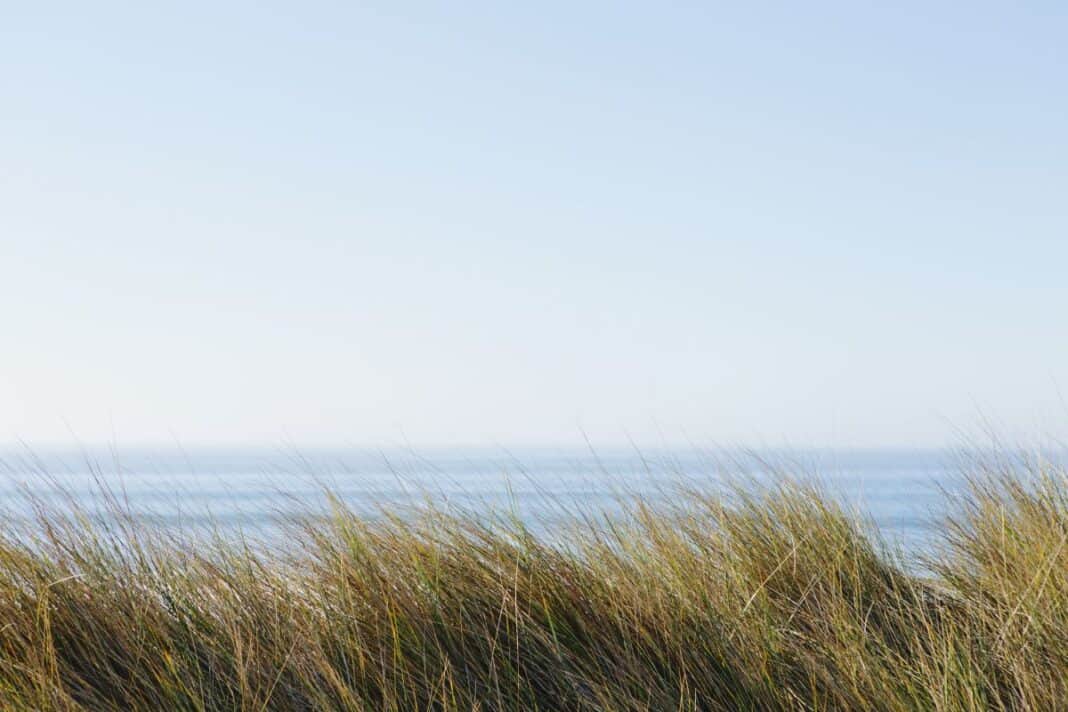 Limantour Spit, Point Reyes National Seashore,USA,Landscape with windswept sea grasses and ocean in the distance. Weg vom Massentourismus: Wie die Flensburger Förde zur privaten Wohlfühloase wird